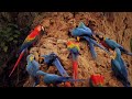 Documentary of macaws parrots  natural wild life jungle life of  large parrots