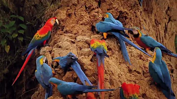 Documentary of Macaws parrots / Natural wild life( jungle life of  Large parrots).
