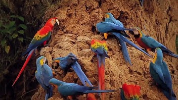Documentary of Macaws parrots / Natural wild life( jungle life of Large parrots).