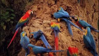 Documentary of Macaws parrots / Natural wild life( jungle life of  Large parrots).