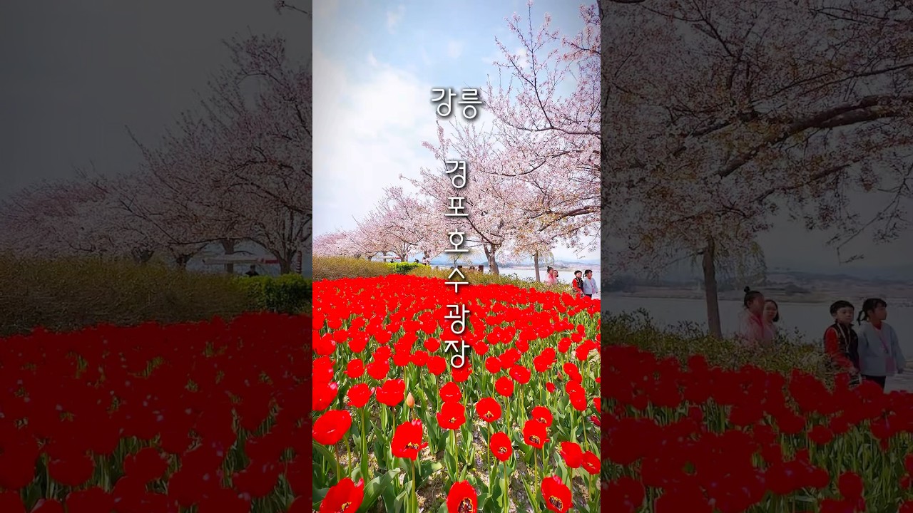 강릉여행 추천장소 #경포호수광장 #경포호수 #경포호둘레길 #shorts #한국여행 #유추여행 #koreascenery