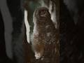 The Silent Watcher: Masters of the Sky 🦅✨ #wildlife #naturelovers #shorts #viral shorts #viral