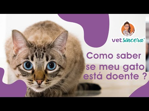 Vídeo: Como saber se o seu gato está doente - 7 sintomas a observar