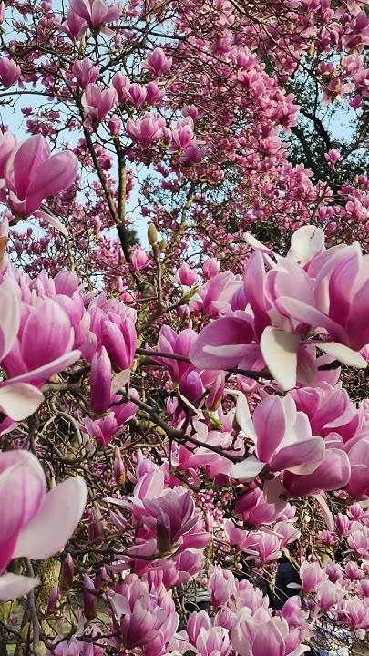 магнолия Суланжи - YouTube