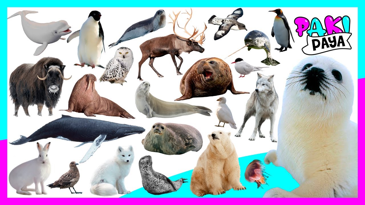 LOS ANIMALES POLARES! - ANIMALES DEL ÁRTICO - POLAR ANIMALS 🐧🐋/ Video  educativo / ホッキョクグマ 