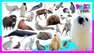 ¡LOS ANIMALES POLARES! - ANIMALES DEL ÁRTICO - POLAR ANIMALS 🐧🐋/ Video educativo / ホッキョクグマ