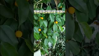 킹벤자민고무나무 열매가?