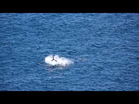 Atlantic Bluefin Tuna Thunnus thynnus Start Point, Devon UK 12 September 2023
