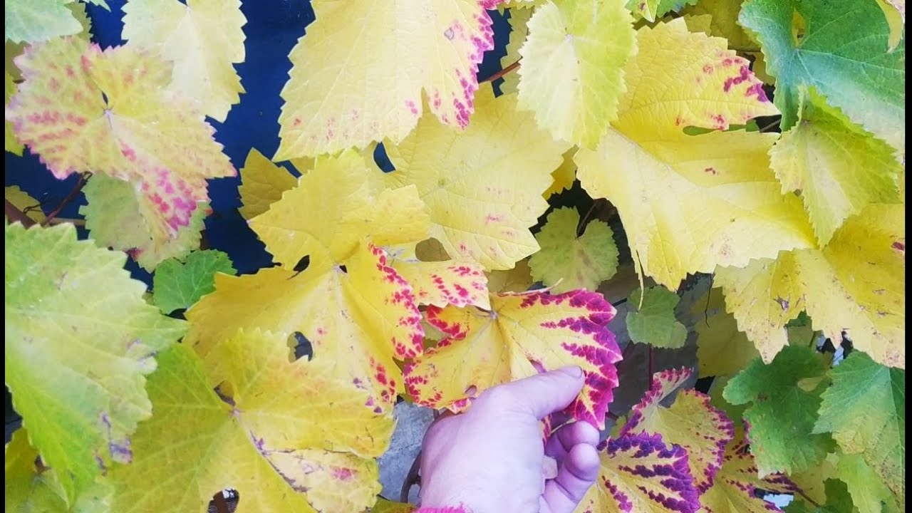 Сила пристенка при выращивании винограда в прохладном климате - YouTube