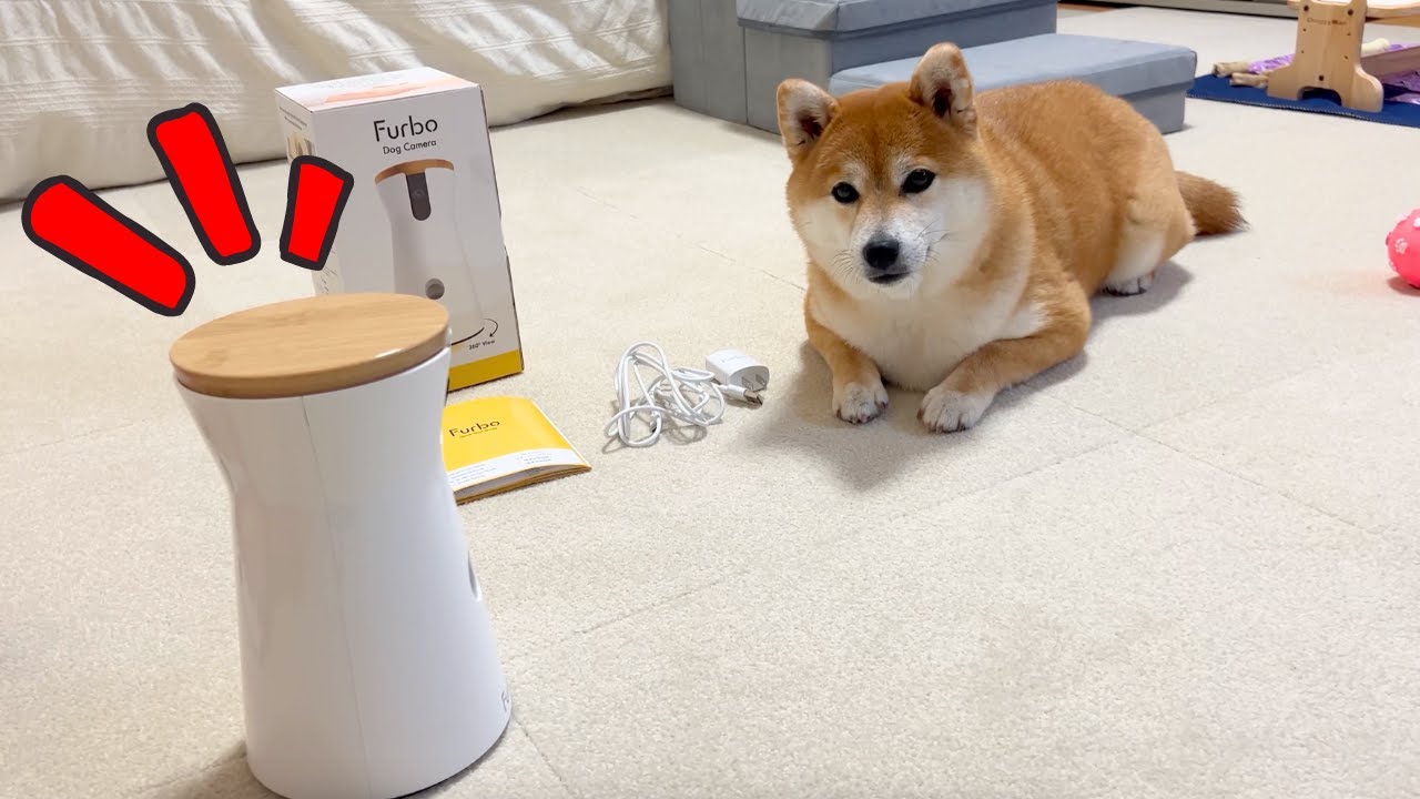 留守番中の不安を解消するためドッグカメラを使ってみた結果 - YouTube