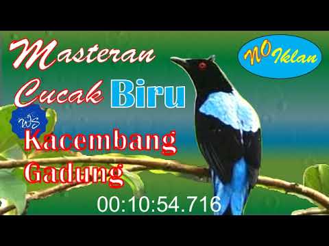 Masteran Suara Cucak Biru | Kacembang Gadung | #burungkicau #kicau #cucakbiru #cucak #cucakgadung