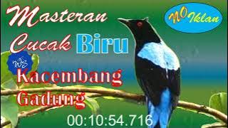 Masteran Suara Cucak Biru | Kacembang Gadung | #burungkicau #kicau #cucakbiru #cucak #cucakgadung