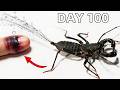 The Weirdest Pet - Acid Sprayer