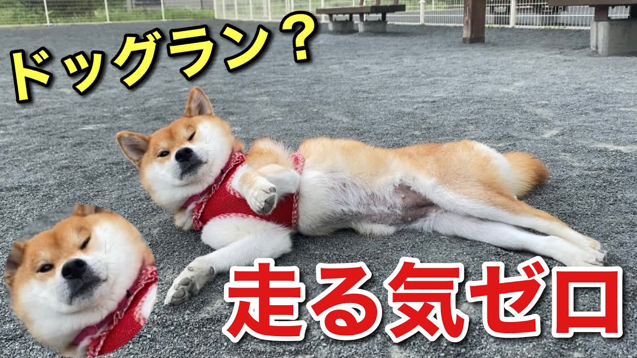 柴犬 せっかくドッグラン来たのに走る気ゼロで寝転ぶ犬 Youtube