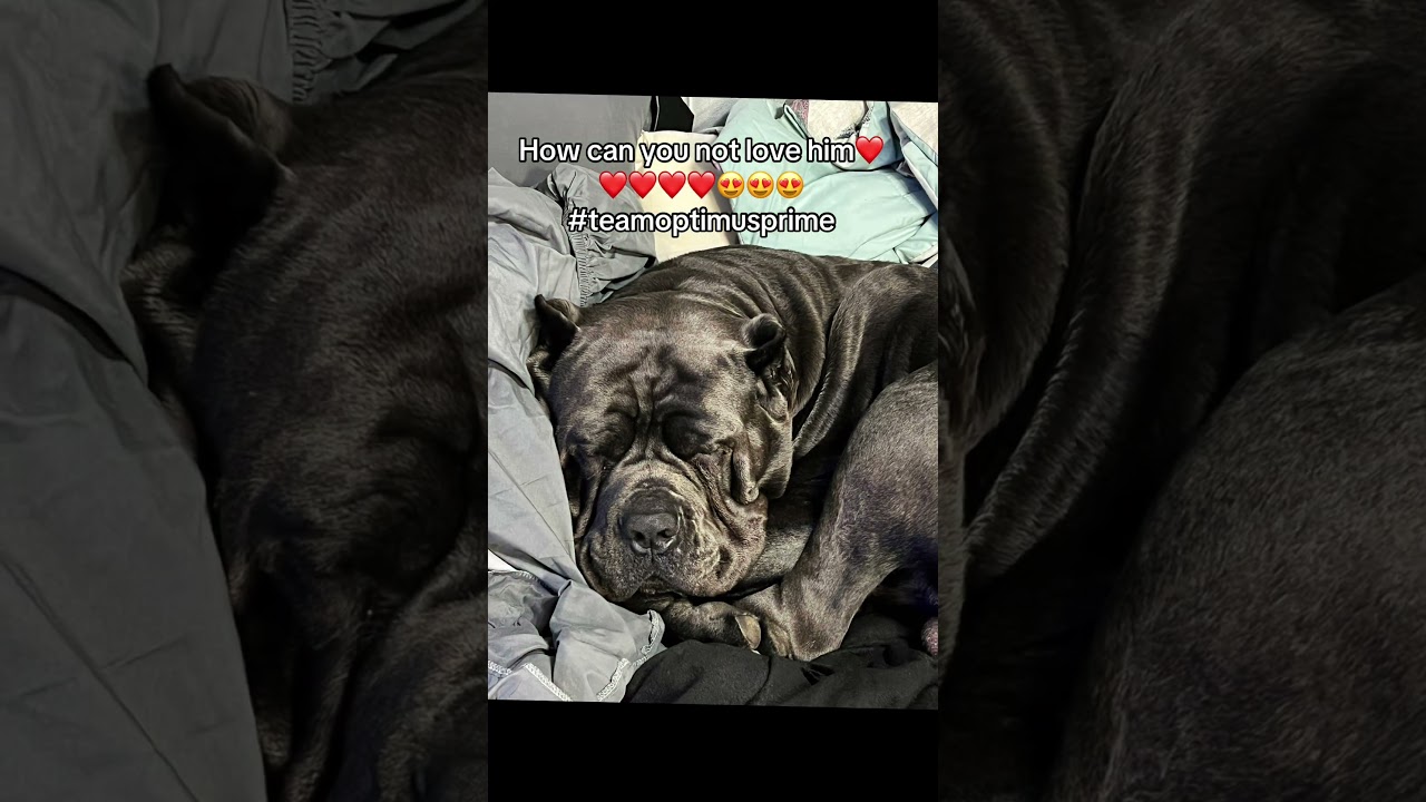 big baby!!! A real gentle giant!! 