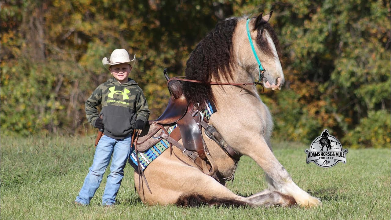 Sparks Gold Rush    Buckskin, registered Gypsy Vanner Gelding, Ranch, Trails, Safe and Broke!