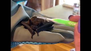 Bat hair brush