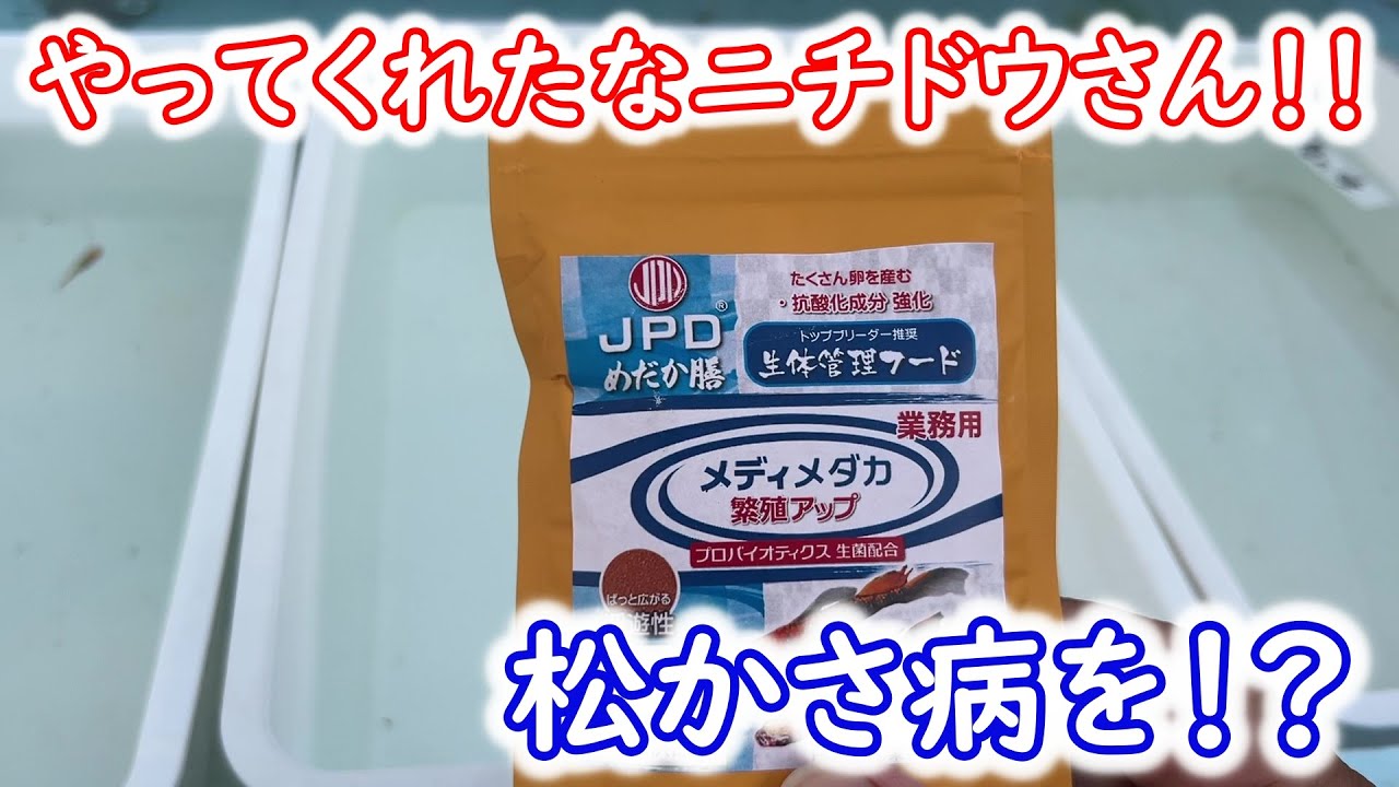 【めだか】治療困難な松かさ病のメダカにニチドウさんのメディメダカを与えてみました。Ｂ型おやじ