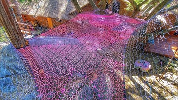 TreeNet Willy’s: The Golden Oak