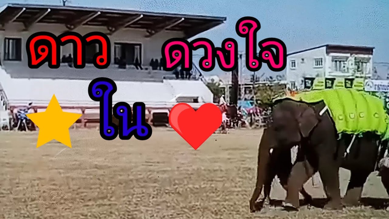 เพลงดาวในดวงใจ หนึ่ง วิไลลักษณ์ #พลายดาวมงคล