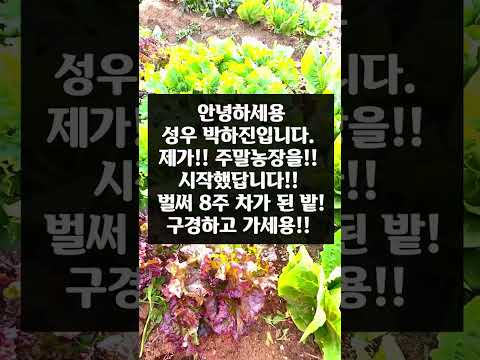 [소작농 일지] 주말 농장! 잡초 뽑고 얘기하는 영상.