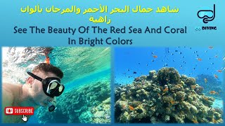 السباحة بين الأسماك والمرجان العجيب  Swimming with the fish and the wondrous corals of the Red Sea