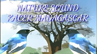 suara kacer madagascar