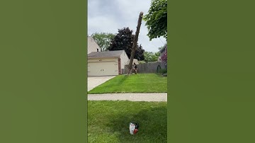 Just send it #trees #viral #trending #viralshorts #trend #trendingshorts #fyp #viralvideo #video