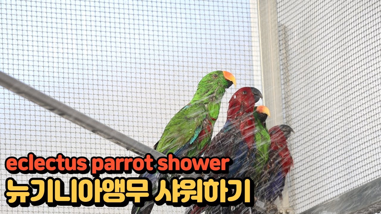 뉴기니아앵무목욕하기(eclectus parrot shower) YouTube