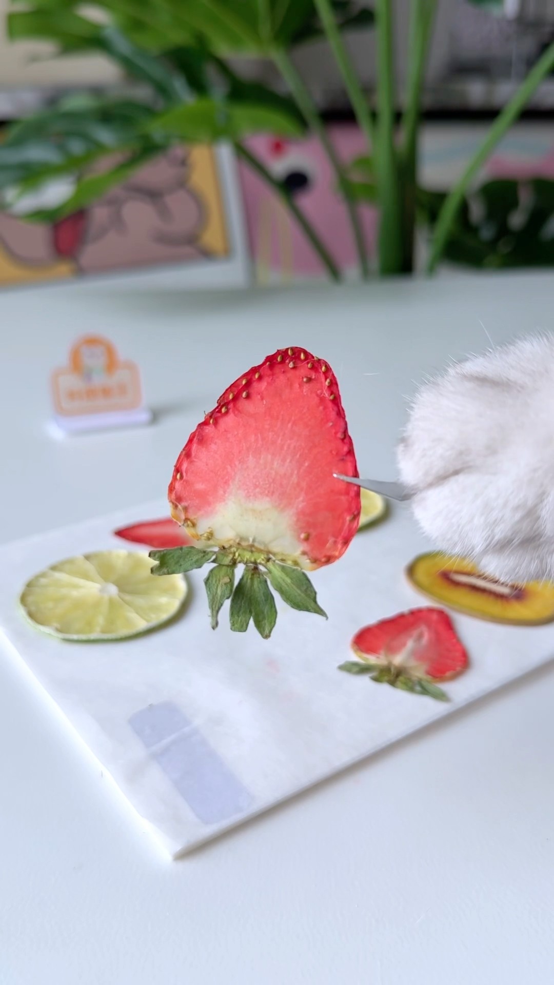 Strawberries make a refrigerator sticker. It's beautiful#catofyoutube #cooking