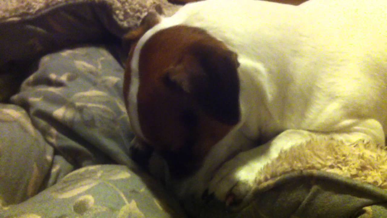 Dog nurses his bed YouTube