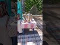 На празднике самовар и баян. Пошла жара #адвокат