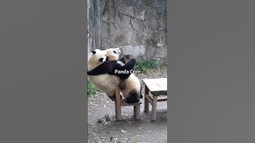 パンダのコア。 🐼 🥰#panda #pandasoftiktok #pandas #core #pet #fyp #fypシ #fypシ゚viral #funny