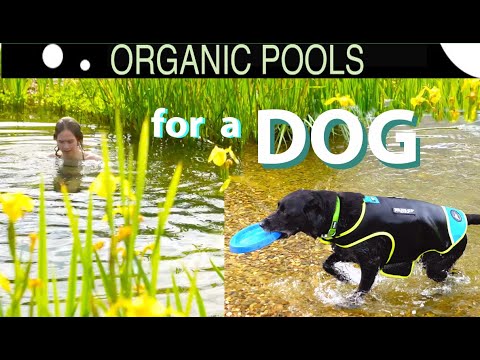 How to Make an Organic Pool for a Dog
