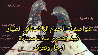 مواصفات الحمام الباكستاني 🕊️Pakistani pigeons specification