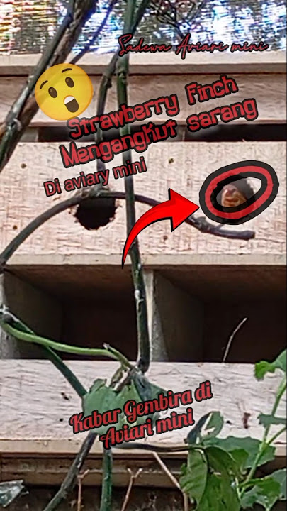 😍INILAH YANG Ditunggu-tunggu⁉️ Strawberry Finch mengangkut sarang di aviary mini #sadewaaviarimini