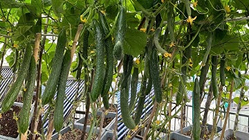 Cách Trồng Dưa Leo Nhật Sai Quả A-Z