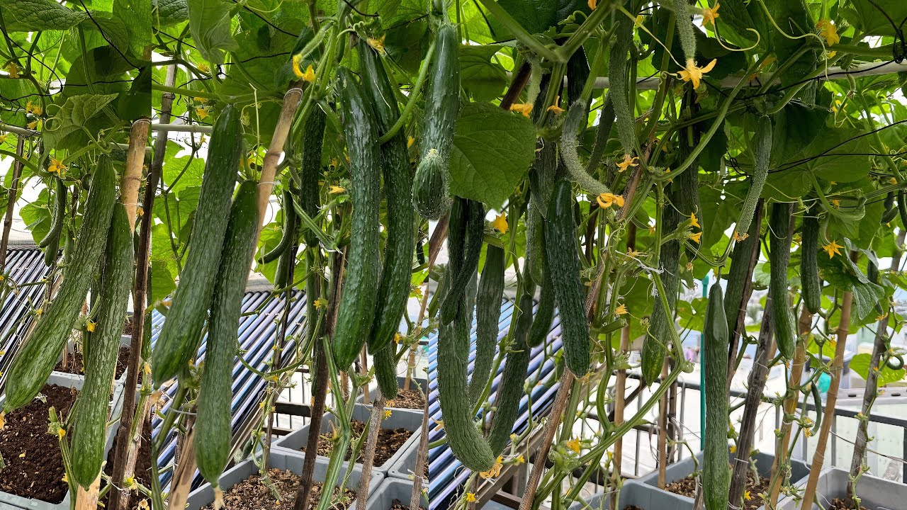 Cách Trồng Dưa Leo Nhật Sai Quả A-Z