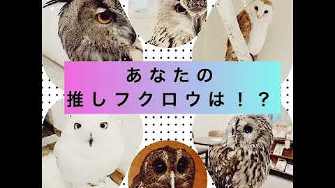 Owl Cafe Hoothoot Youtube
