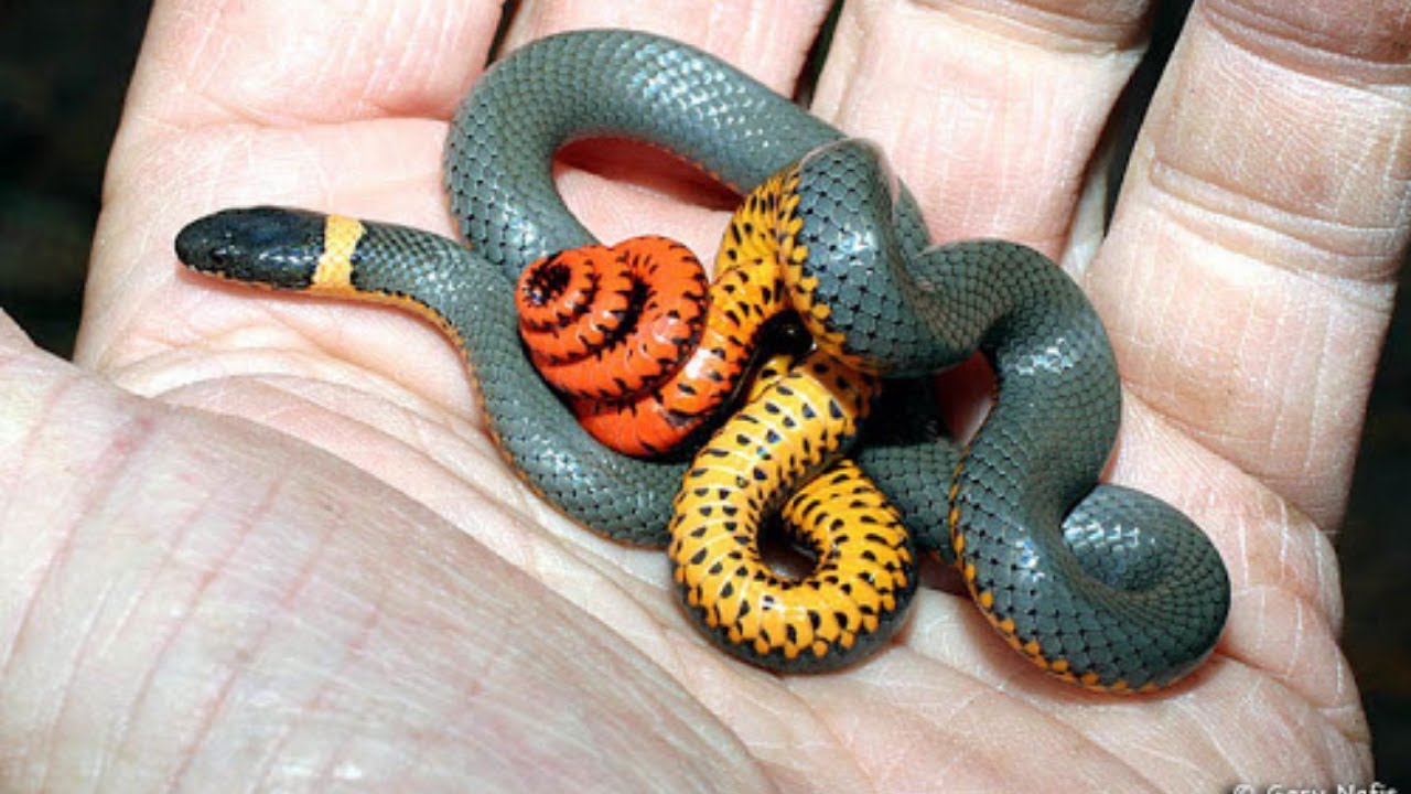 10 Weirdest Snakes In The World By Their Looks YouTube