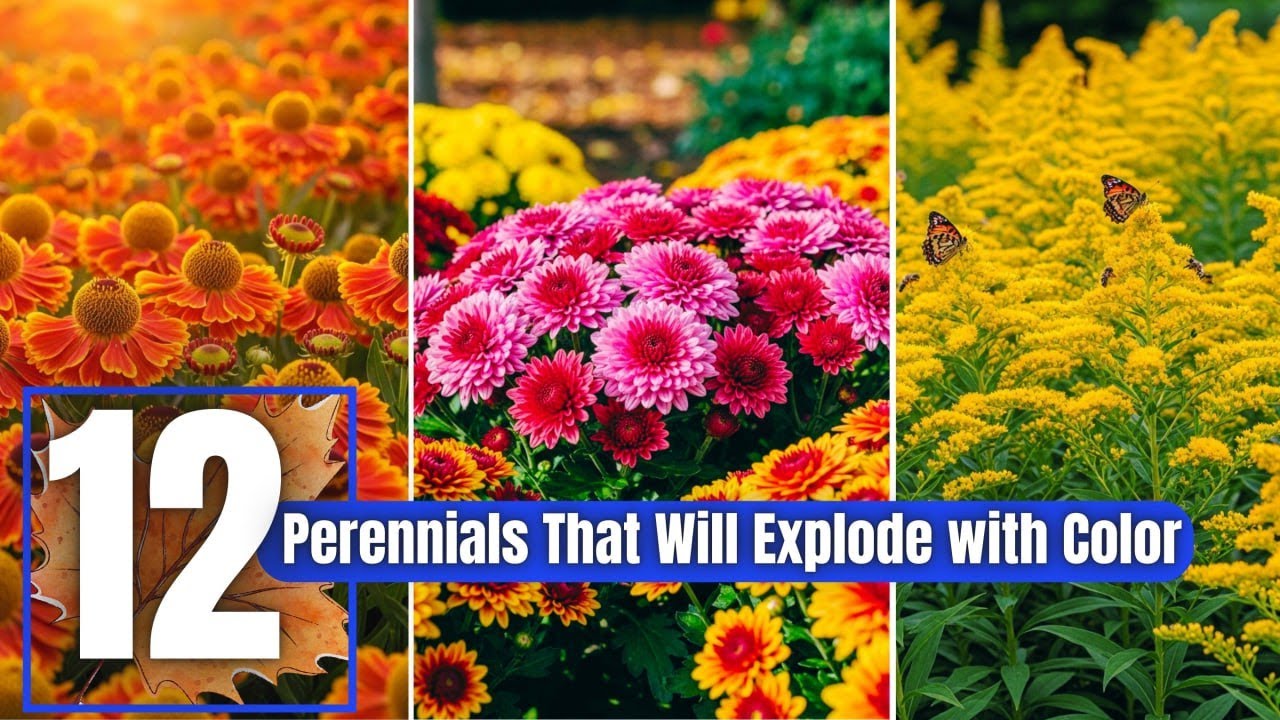 12 Perennials That Will Explode with Color in Your Late Summer & Fall Garden You’ll Want Them All