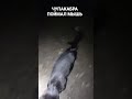 Чупакабра поймал мышь Shorts Чупакабра поймал мышь Shorts