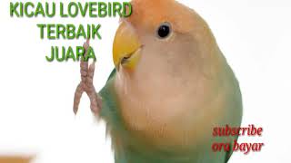KICAU BURUNG LOVEBIRD LABET TERBAIK JUARA PANJANG