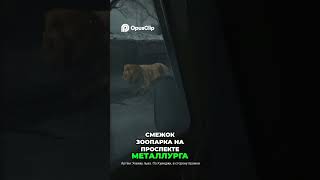 Самсон #куинджи93 #kuindzhi93 #прохождение #геймплей #gaming #games #атмосфернаяигра #shorts