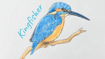 How to draw a kingfisher bird