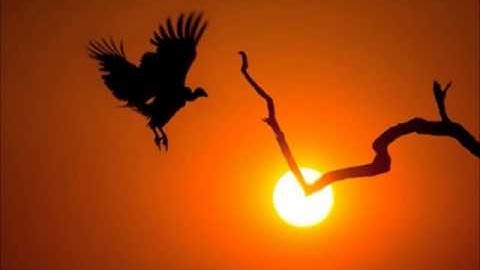 سورة ق / الشيخ بن شعبان توفيق الجزائري