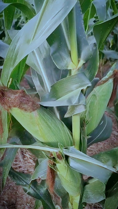 3 cobs of sweet corn