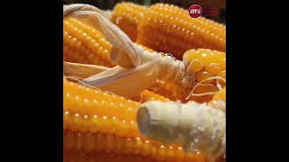 GIS in Agriculture 2025: How Smart Mapping Boosts Yields, Cuts Costs & Reduces Losses
