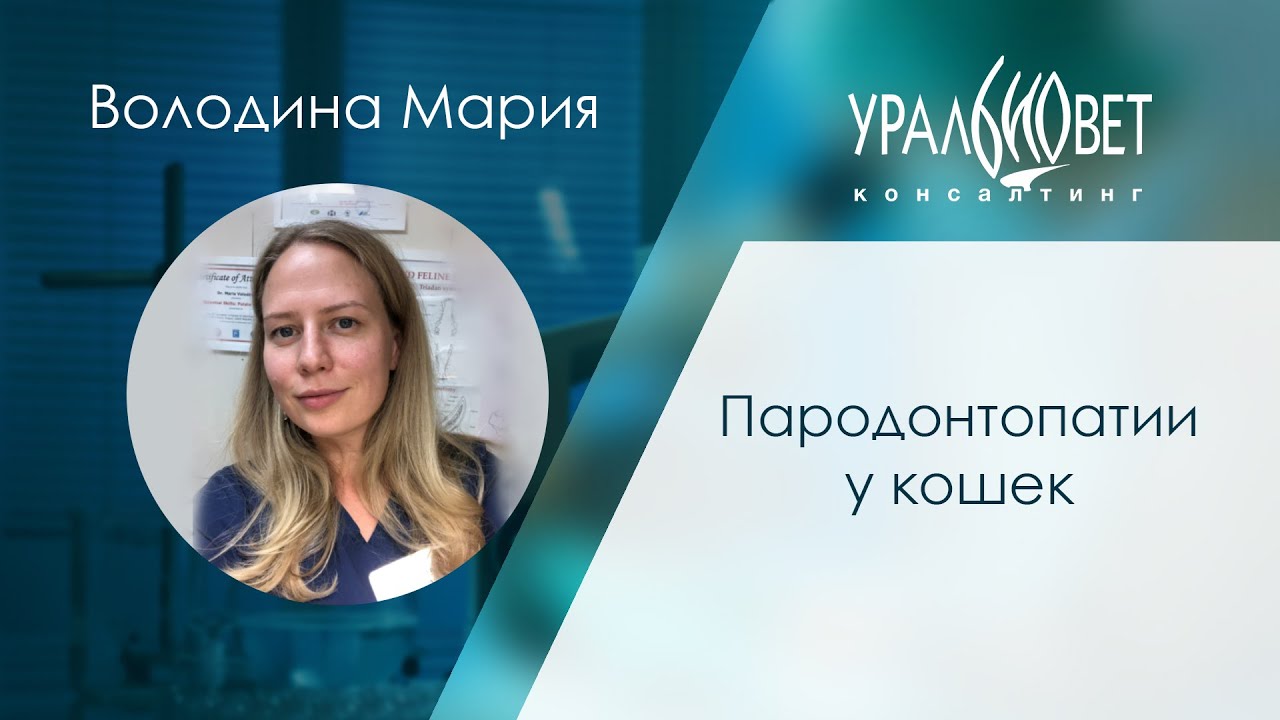 Пародонтопатии у кошек. Володина Мария #убвк_стоматология