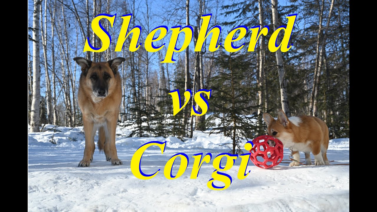 Corgi Attacking German Shepherds - YouTube